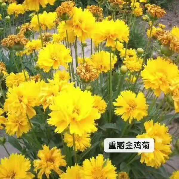 臨朐金雞菊價格/山東金雞菊種植基地/臨朐金雞菊批發(fā)