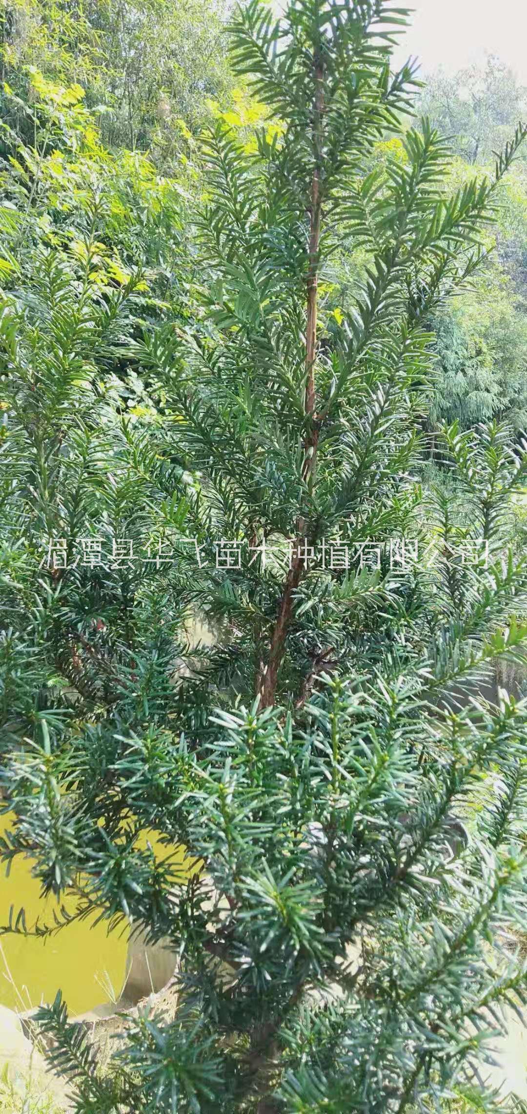 紅豆杉圖片/紅豆杉樣板圖 (3)