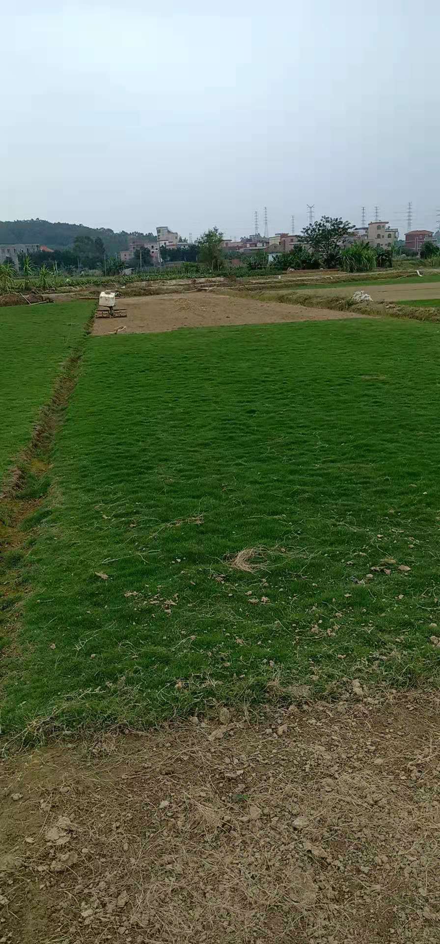 綠化草坪圖片/綠化草坪樣板圖 (2)