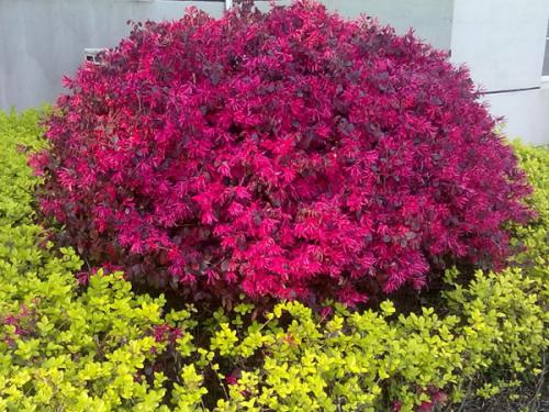廣東紅花桎木圖片/廣東紅花桎木樣板圖 (3)