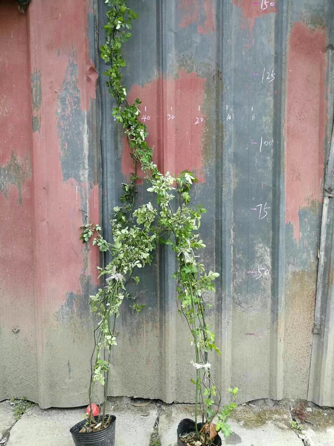湖南薔薇基地圖片/湖南薔薇基地樣板圖 (1)