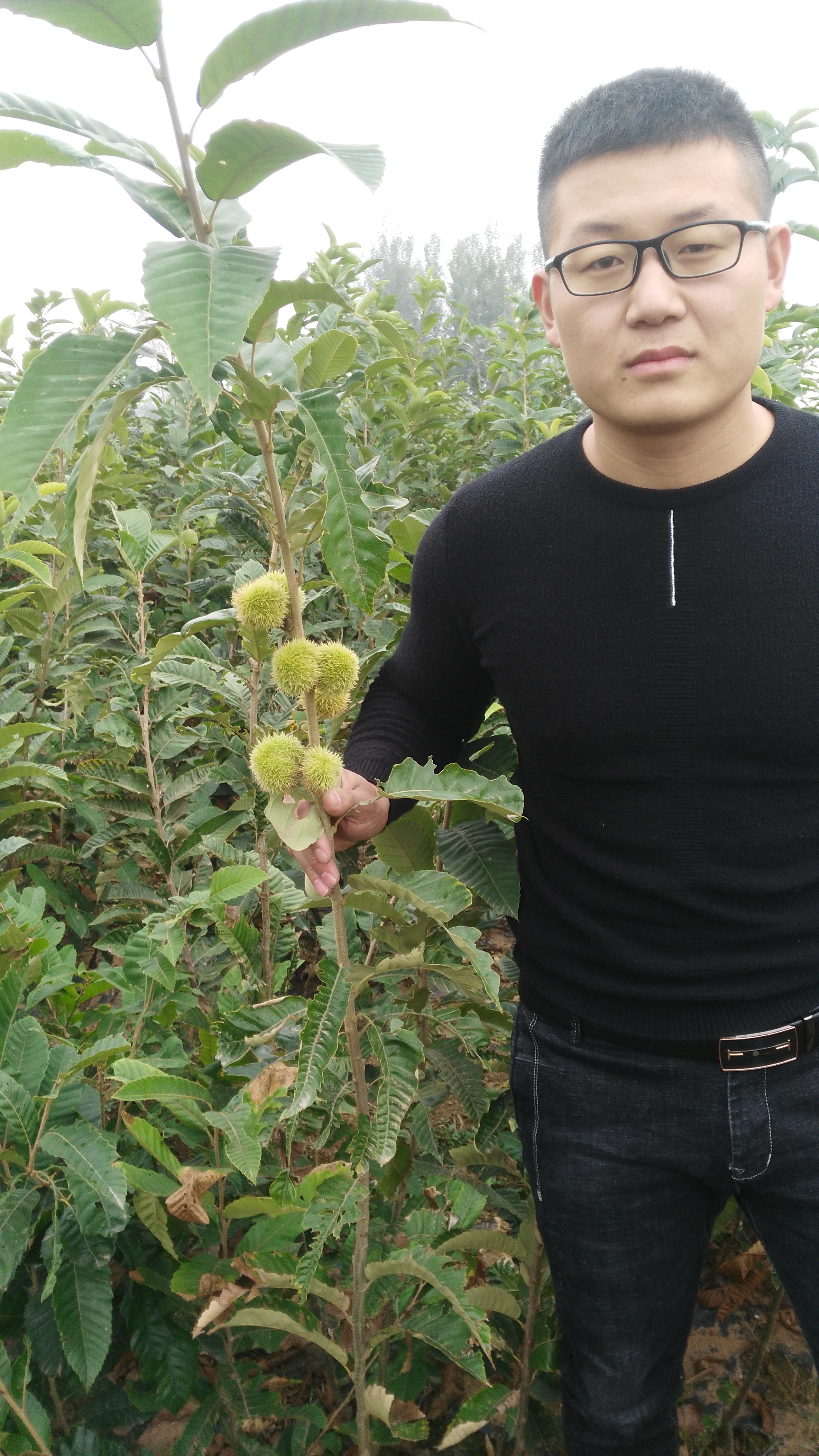 基地供應板栗苗 油栗板栗苗 華光板栗樹苗 華豐板栗苗 板栗樹苗