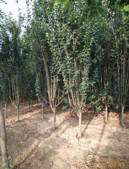 海棠圖片/海棠樣板圖 (4)