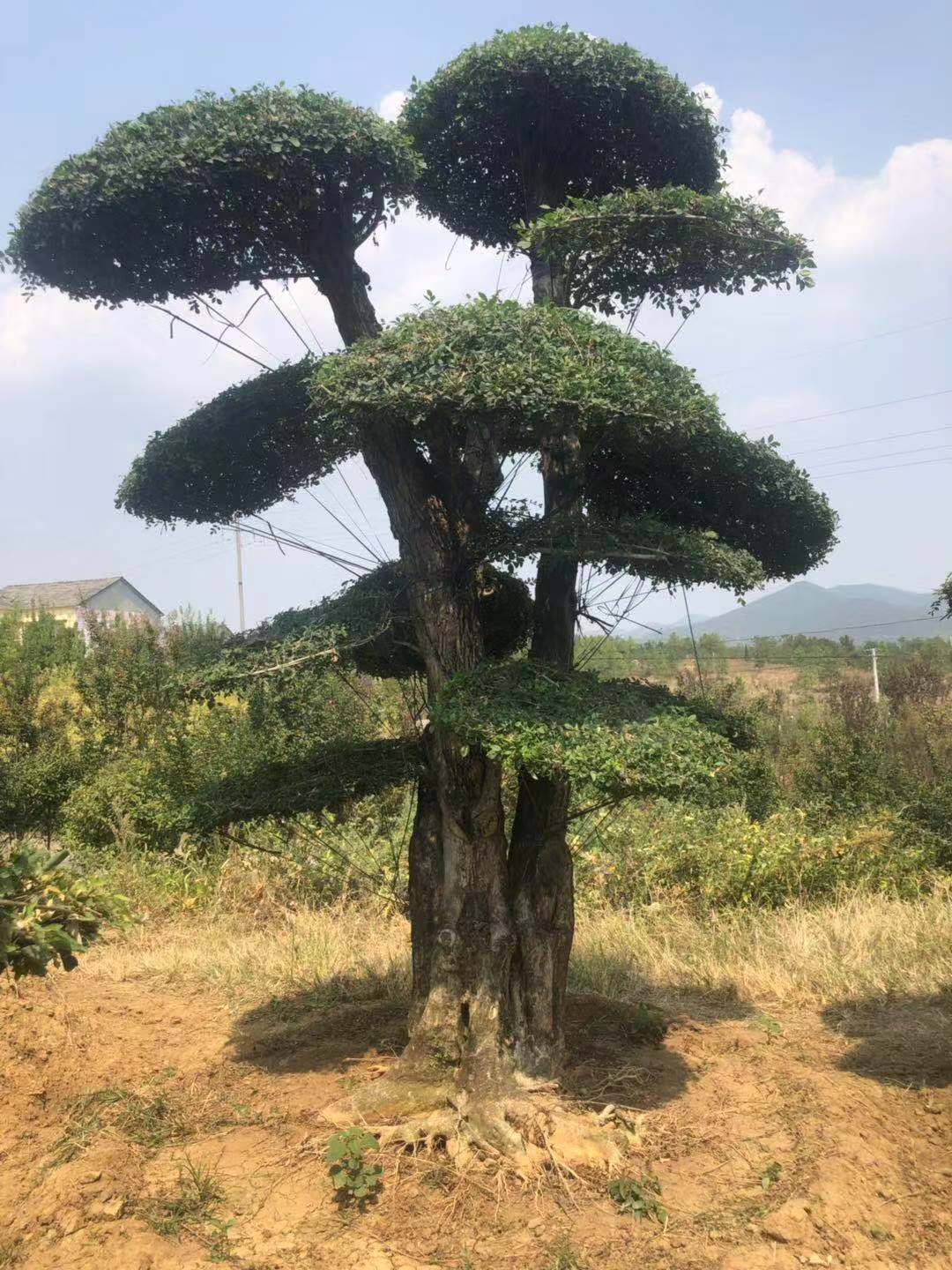 湖北京山對節(jié)白蠟圖片/湖北京山對節(jié)白蠟樣板圖 (3)