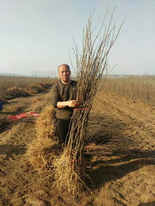 文冠果苗圖片/文冠果苗樣板圖 (3)