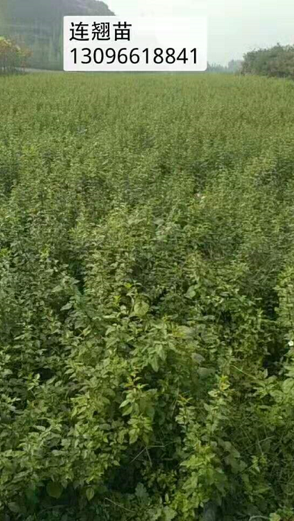 連翹苗圖片