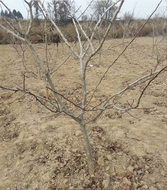 山楂樹圖片/山楂樹樣板圖 (3)