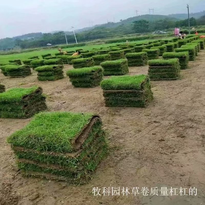 马尼拉草坪种植基地 马尼拉草坪多少钱一方 出售马尼拉草坪