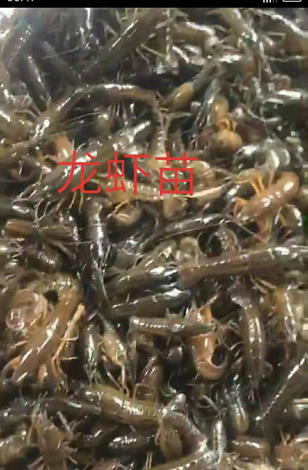 江西龍蝦苗養(yǎng)殖圖片/江西龍蝦苗養(yǎng)殖樣板圖 (2)