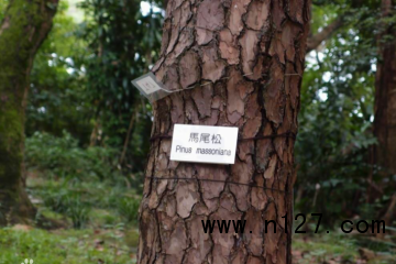 马尾松树 湖南马尾松树种植基地 哪里有马尾松树种苗卖