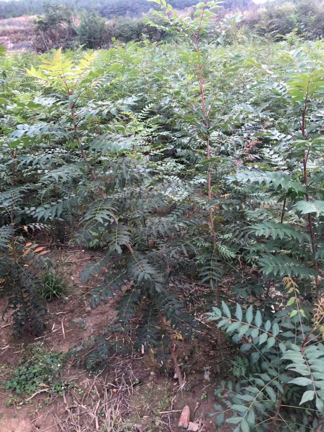 黃連木圖片/黃連木樣板圖 (1)