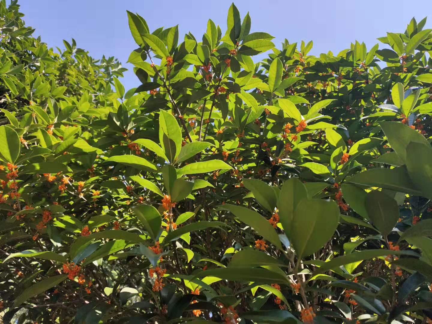 長(zhǎng)沙丹桂狀元紅圖片/長(zhǎng)沙丹桂狀元紅樣板圖 (2)