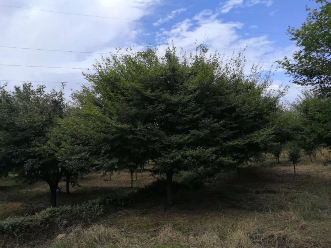 江西鸡爪槭种植基地、江西鸡爪槭批发价格【九江华涛园艺有限公司】图片