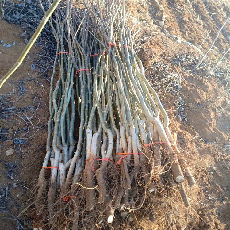 核桃苗圖片/核桃苗樣板圖 (4)