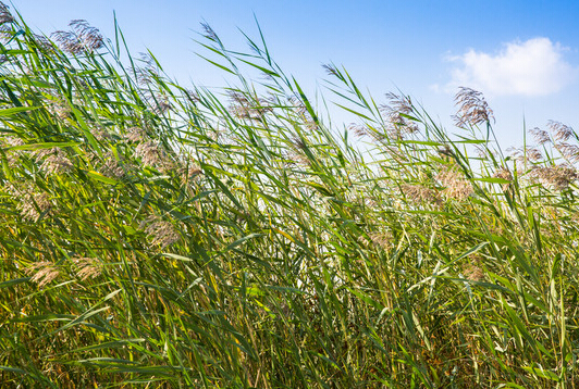 廣東陽江蘆葦草籽基地-廣東陽江蘆葦草籽批發(fā)價(jià)格【陽江市陽東區(qū)正和園林工程有限公司】
