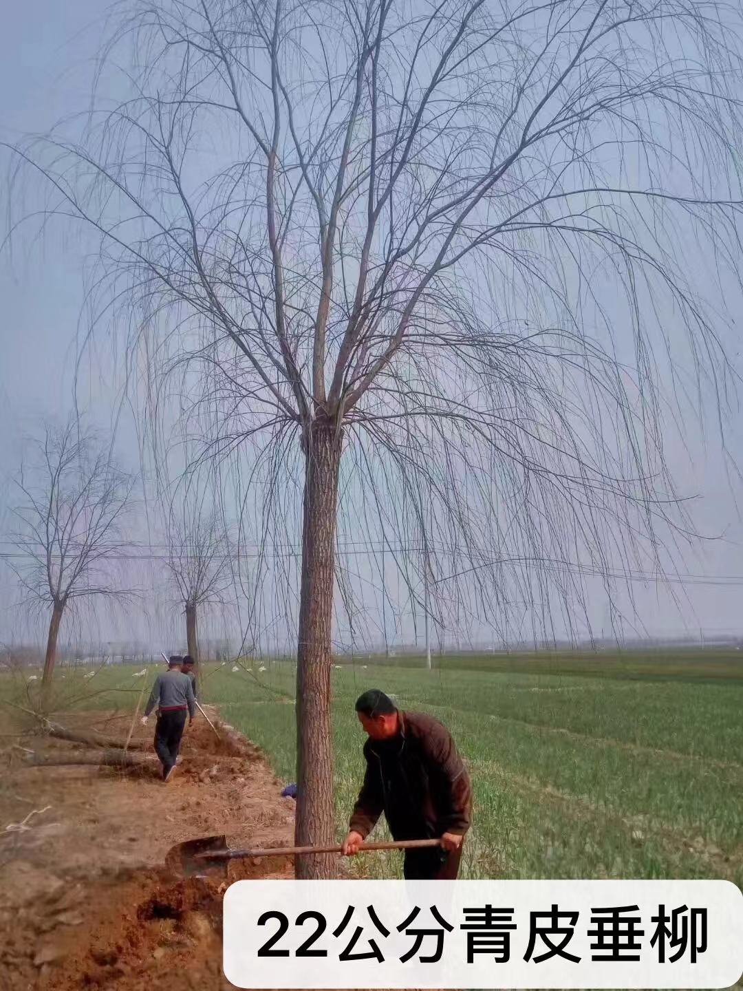 金絲垂柳圖片/金絲垂柳樣板圖 (2)