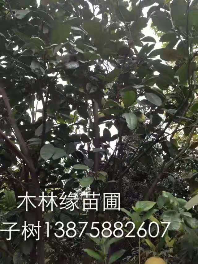 柑樹圖片/柑樹樣板圖 (4)