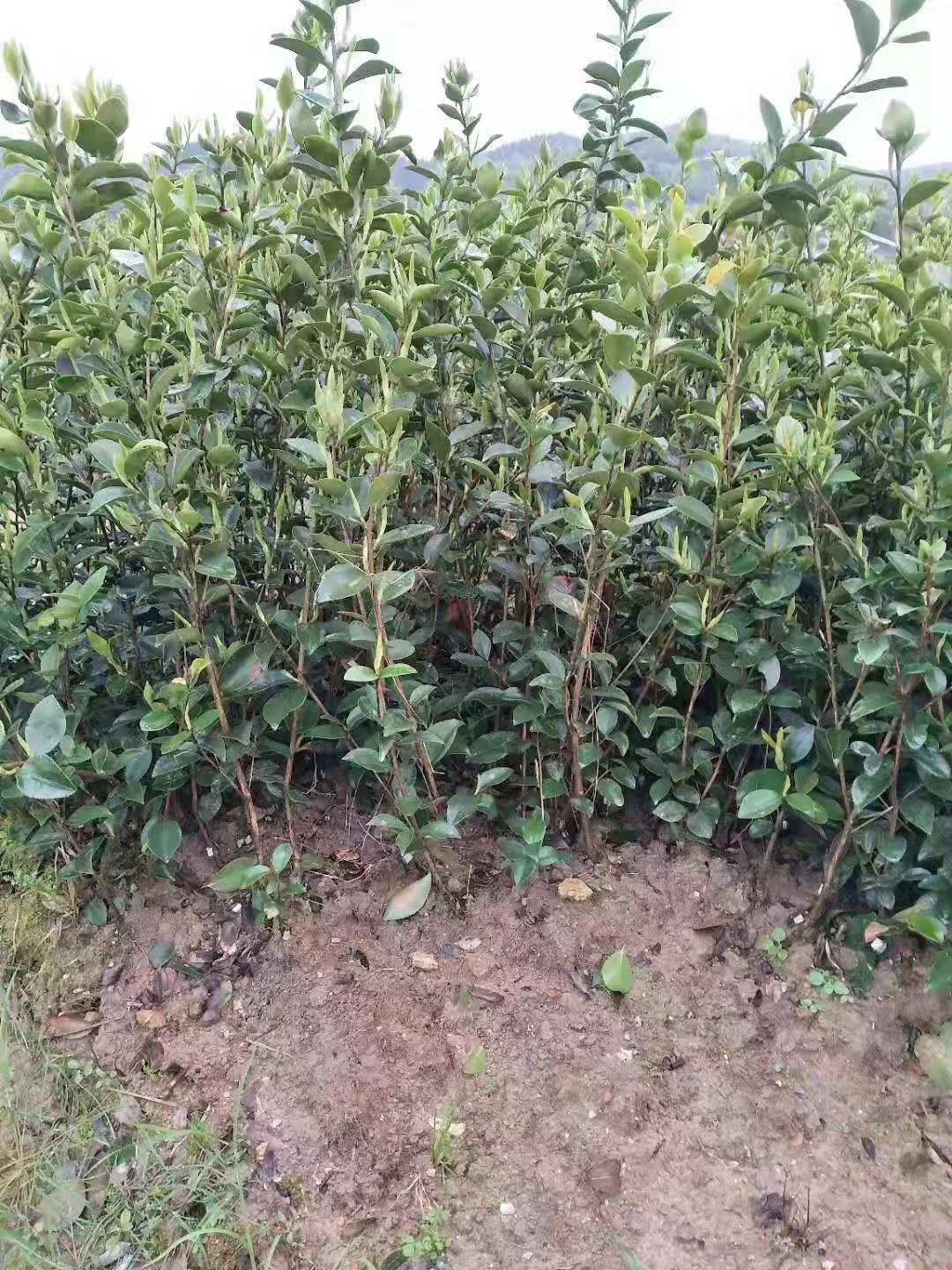 長林油茶苗圖片/長林油茶苗樣板圖 (3)