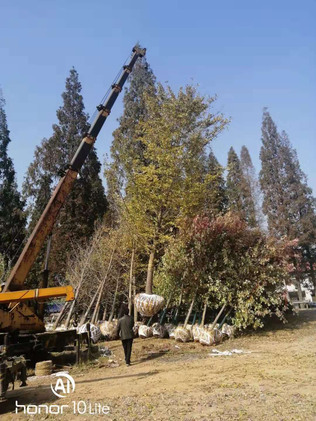 银杏树苗基地江苏银杏种植基地直销