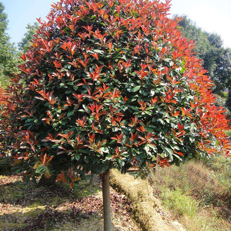 紅葉石楠價(jià)格圖片