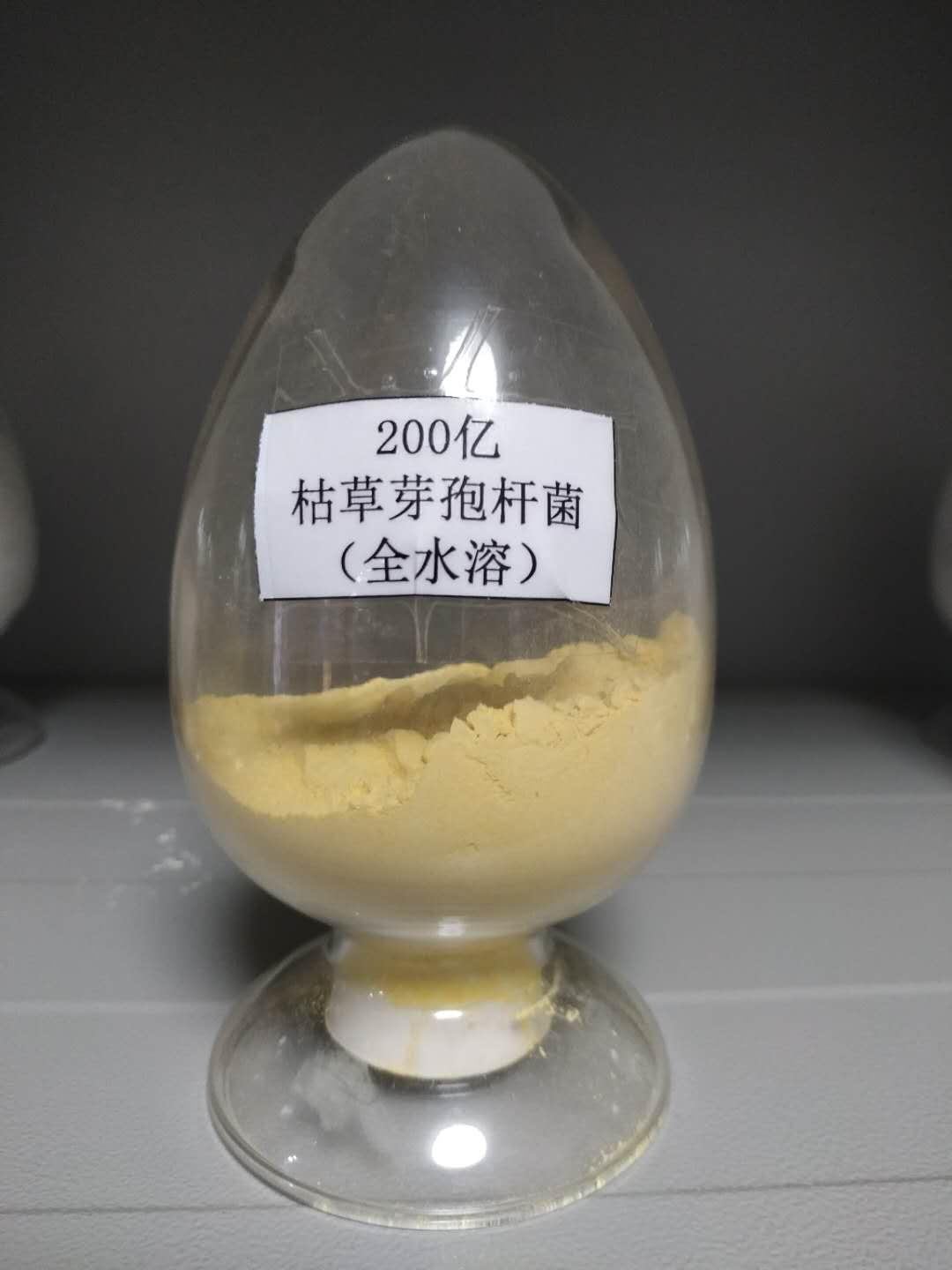 枯草芽孢桿菌圖片/枯草芽孢桿菌樣板圖 (3)