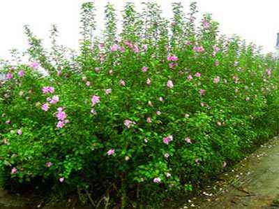河北叢生木槿、種植、基地、批發(fā)、直銷商【曲陽縣穎坤帆苗圃場】圖片