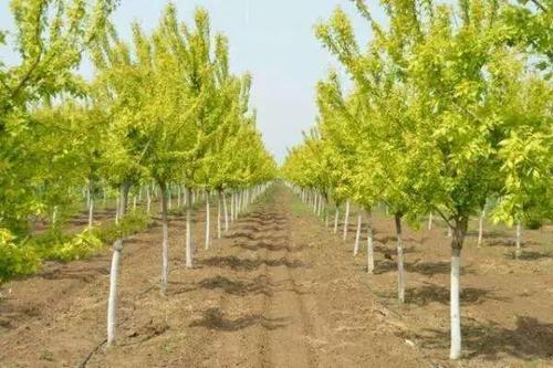 河北金葉復(fù)葉槭、種植、基地、批發(fā)、銷售【曲陽(yáng)縣穎坤帆苗圃場(chǎng)】圖片