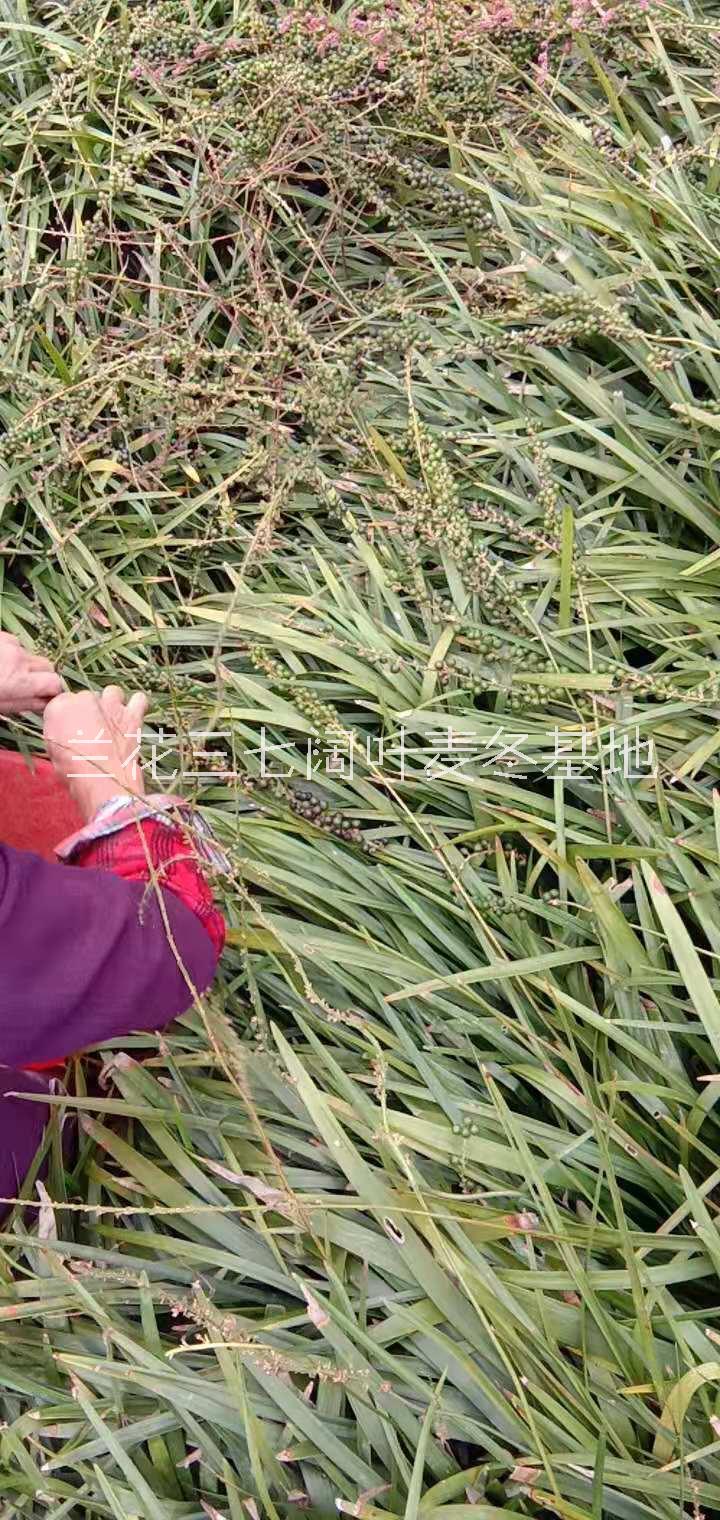 金邊麥冬圖片/金邊麥冬樣板圖 (4)