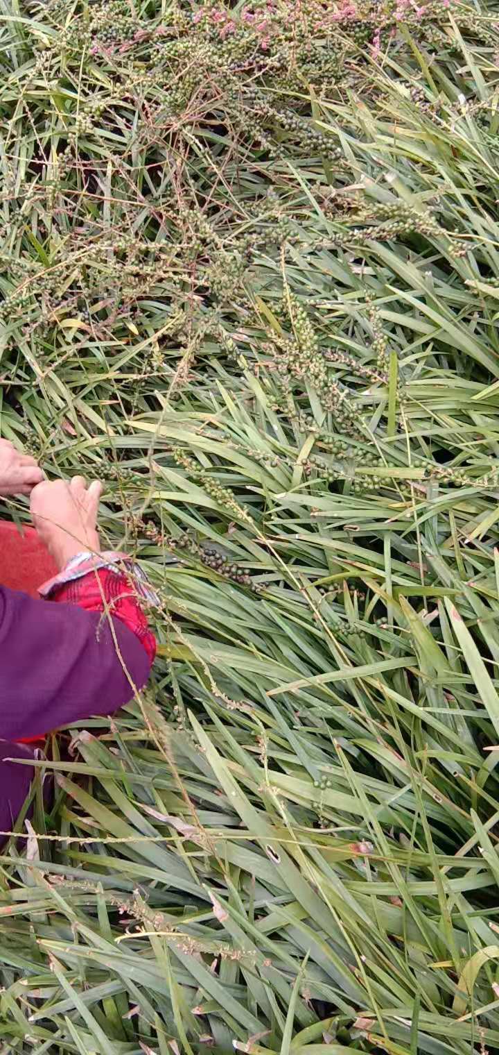 湖州市大量供应阔叶麦冬小秧苗-批发-基地-报价-多少钱图片