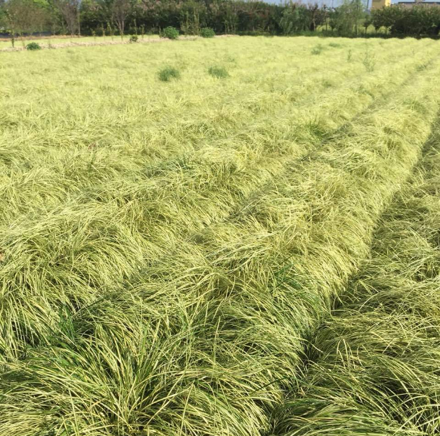 金叶苔草苗木 厂商，价格 水生地被直销 多年实地绿化【杭州萧山致力花卉经营部 】图片