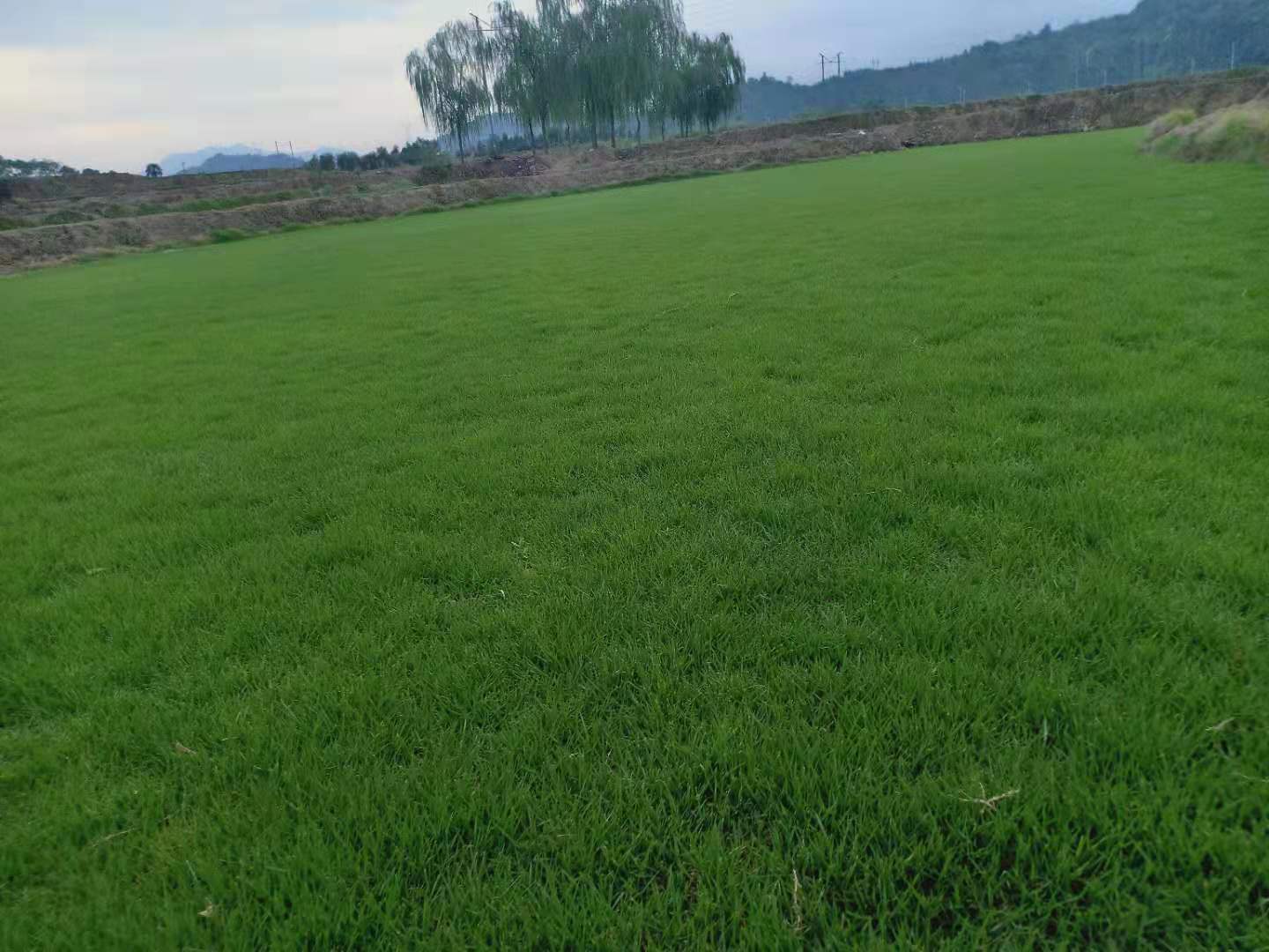 馬尼拉草圖片/馬尼拉草樣板圖 (2)