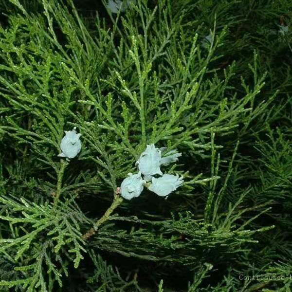 塔柏種植基地圖片/塔柏種植基地樣板圖 (1)