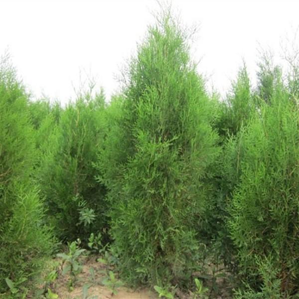 塔柏種植基地圖片/塔柏種植基地樣板圖 (3)