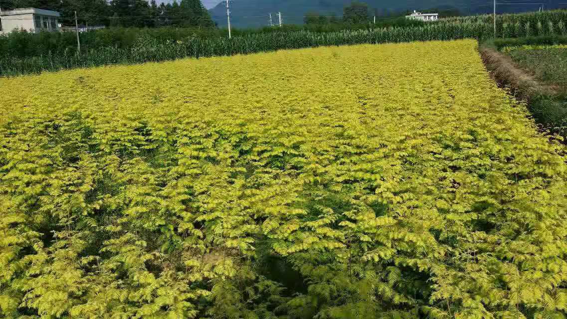 金葉水杉樹苗批發(fā)圖片