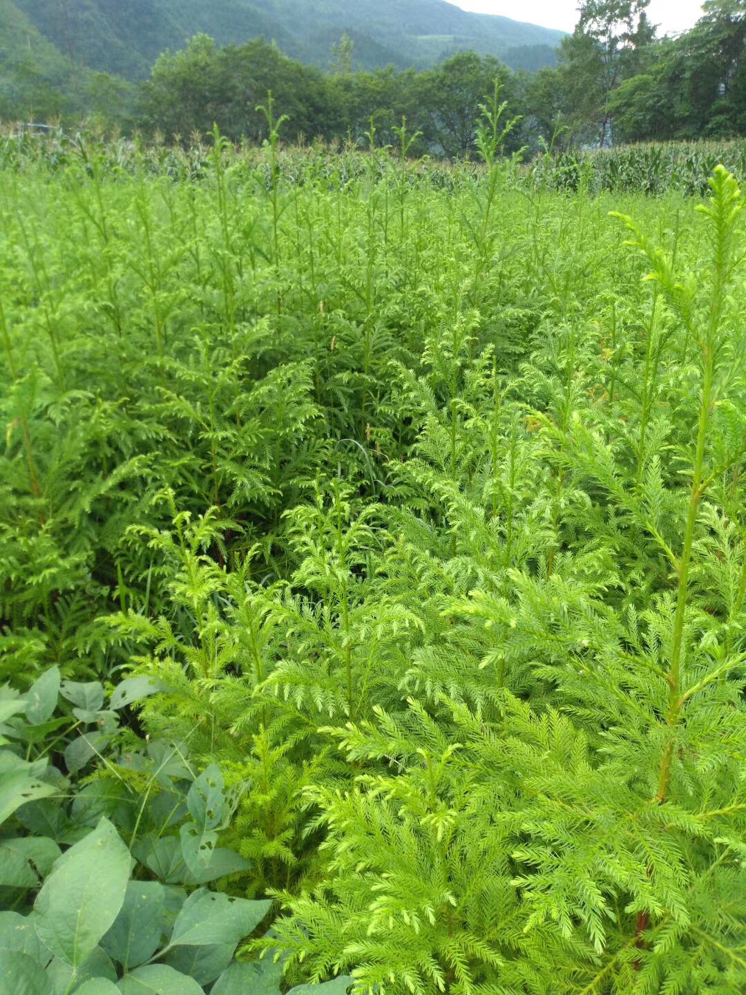 水杉樹(shù)苗云杉小苗盆栽苗綠化庭院行道樹(shù)南北方種植水杉小苗