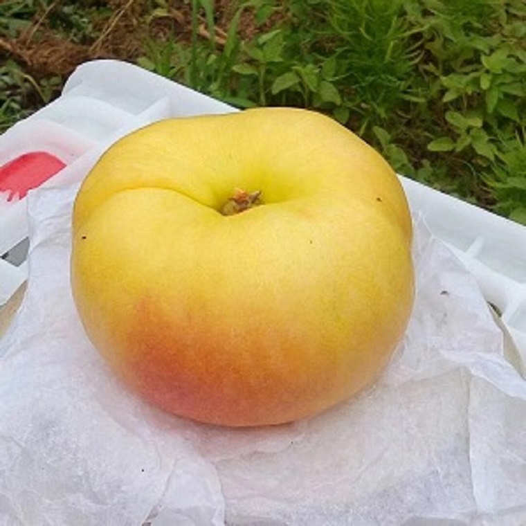 桃樹苗圖片/桃樹苗樣板圖 (4)