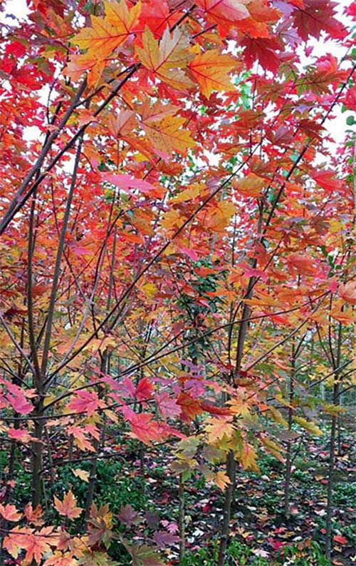 紅楓小苗圖片/紅楓小苗樣板圖 (3)