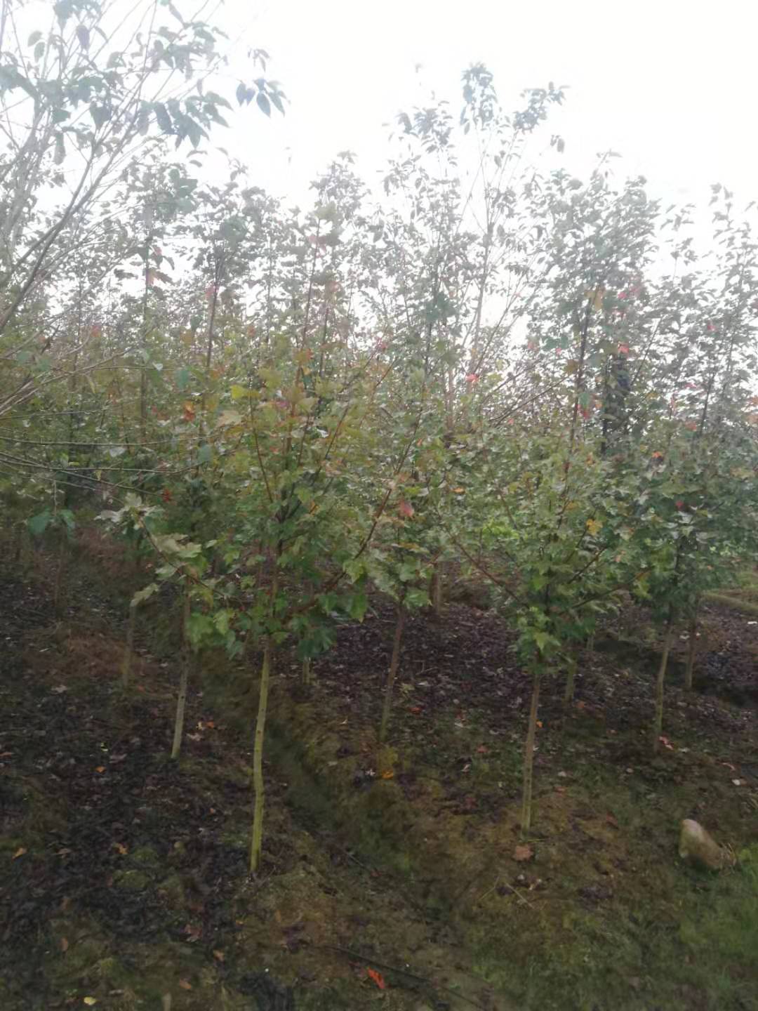 美國紅楓圖片/美國紅楓樣板圖 (3)