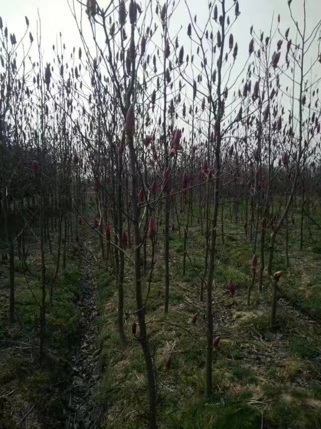 滁州市紅玉蘭價格--哪里有廣玉蘭賣 -紅玉蘭銷售電話