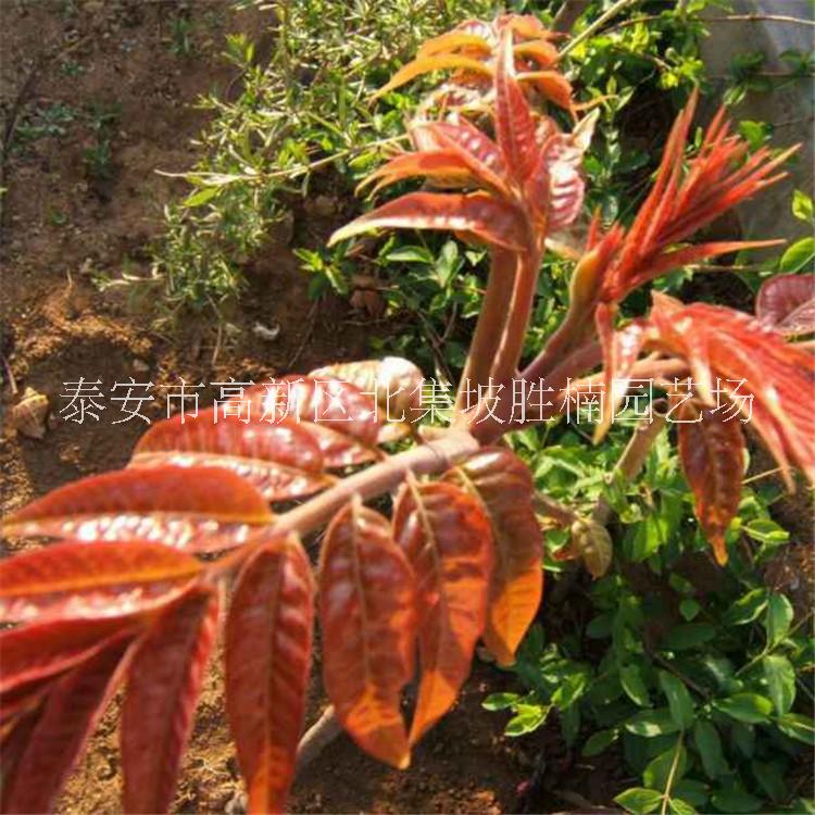 香椿苗圖片/香椿苗樣板圖 (3)