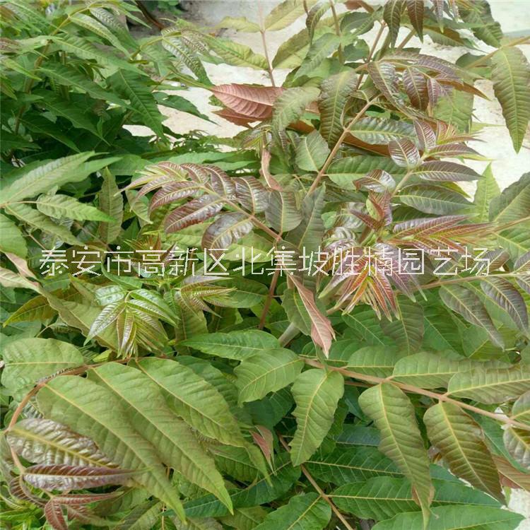 香椿苗圖片/香椿苗樣板圖 (2)