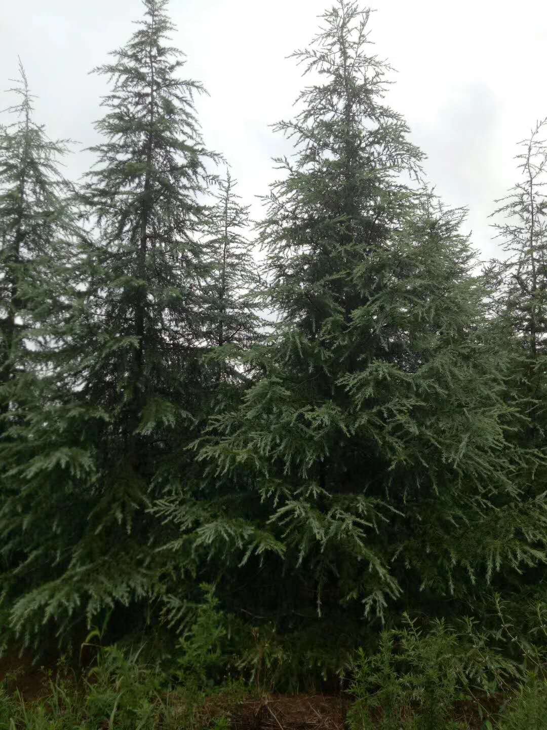 廣玉蘭//雪松//紅玉蘭南譙區(qū)圖片