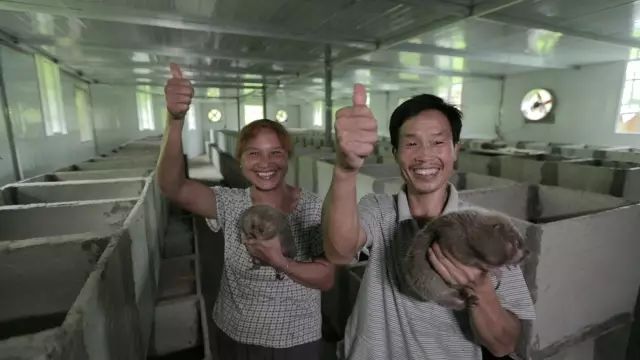 竹鼠商品鼠長(zhǎng)期供應(yīng)商圖片