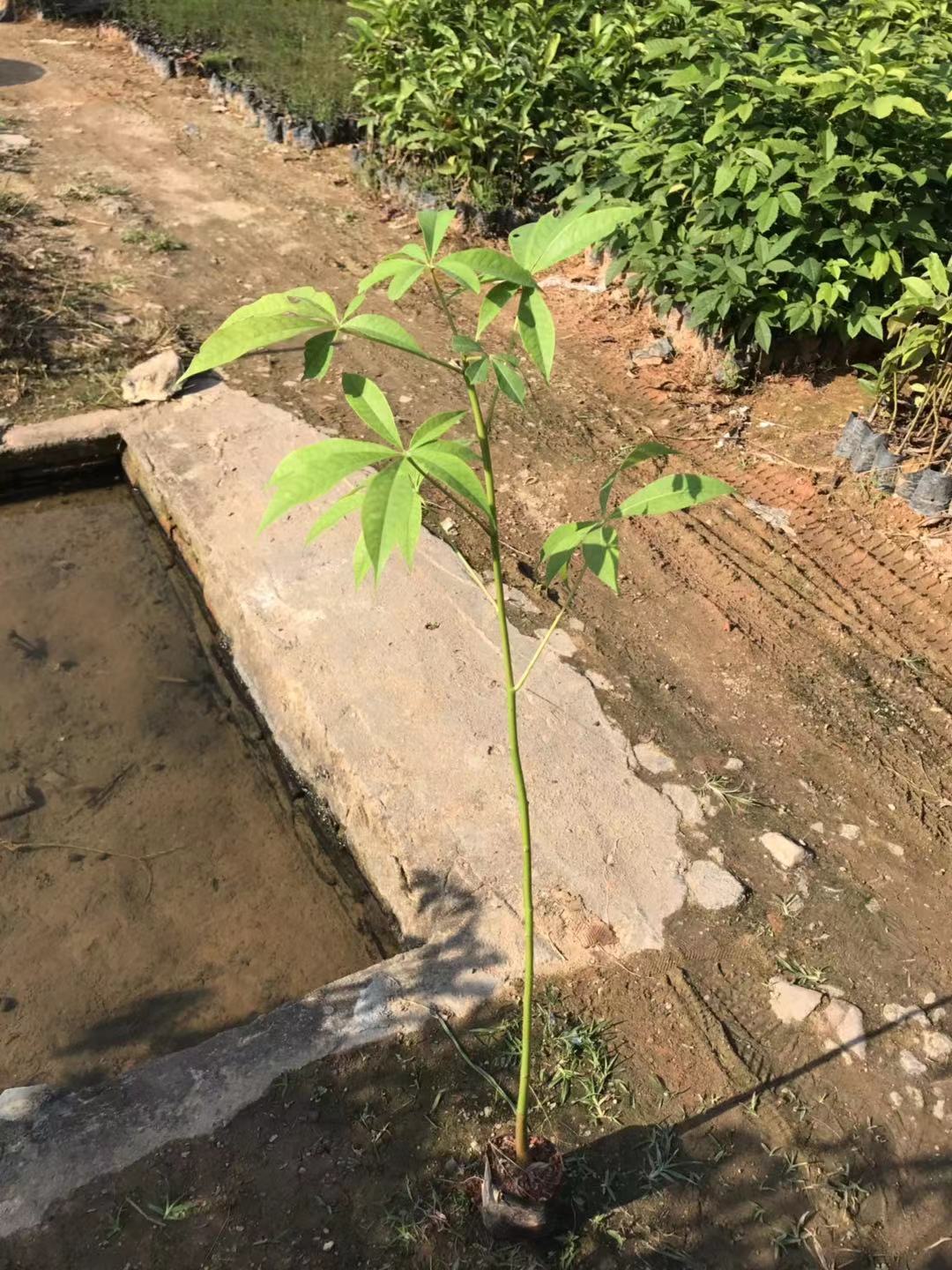 美麗異木棉圖片/美麗異木棉樣板圖 (3)