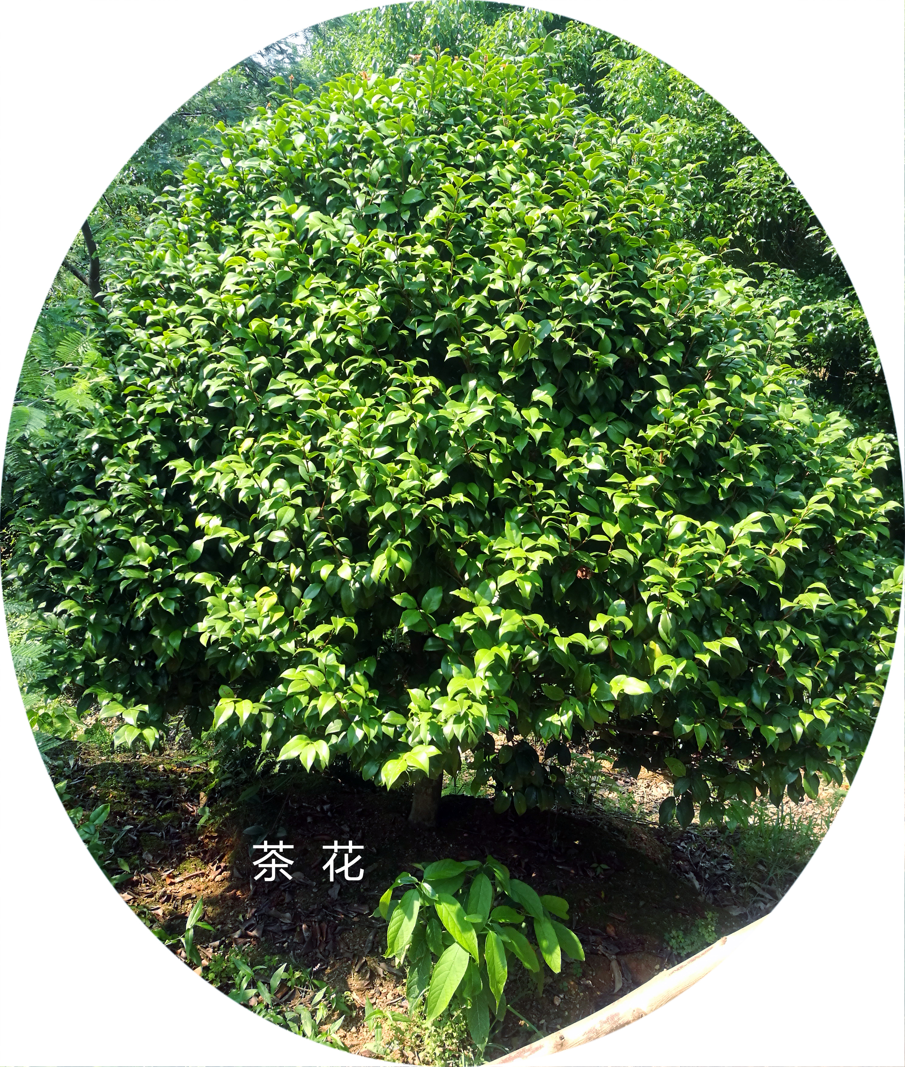 茶花樹苗木基地圖片