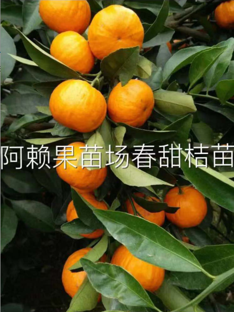 春甜桔圖片/春甜桔樣板圖 (2)