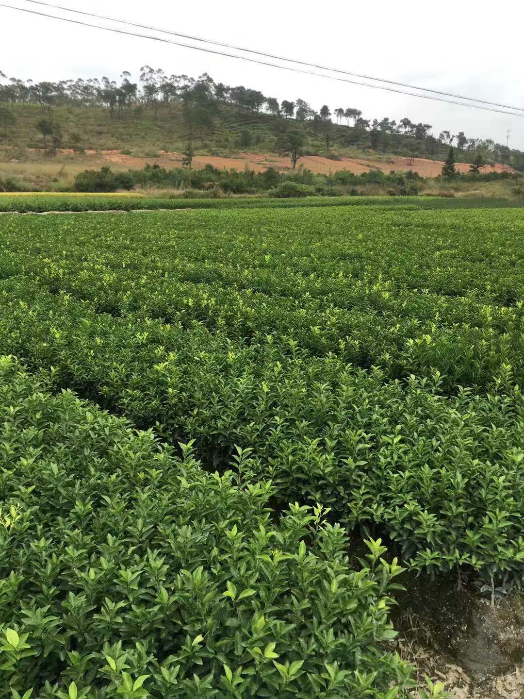 春甜桔圖片/春甜桔樣板圖 (3)