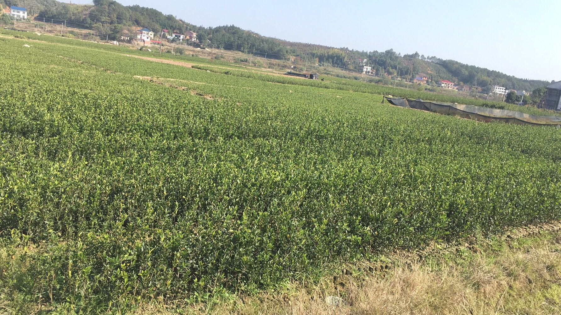油茶苗圖片/油茶苗樣板圖 (4)