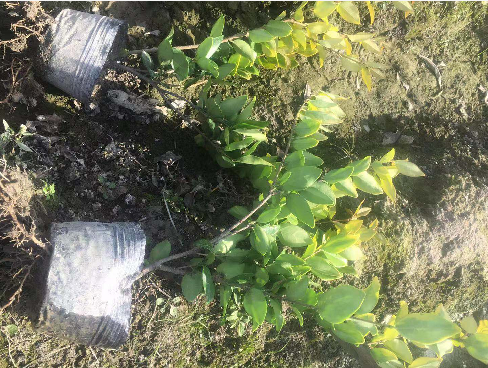 金華金森女貞綠化廠家