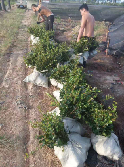 茶梅綠化圖片/茶梅綠化樣板圖 (2)